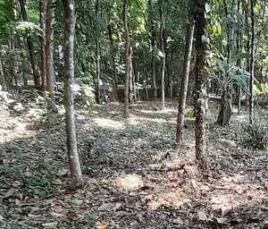 For Sale: 8000sqm Land Off Kudirat Abiola Way Oregun Ikeja