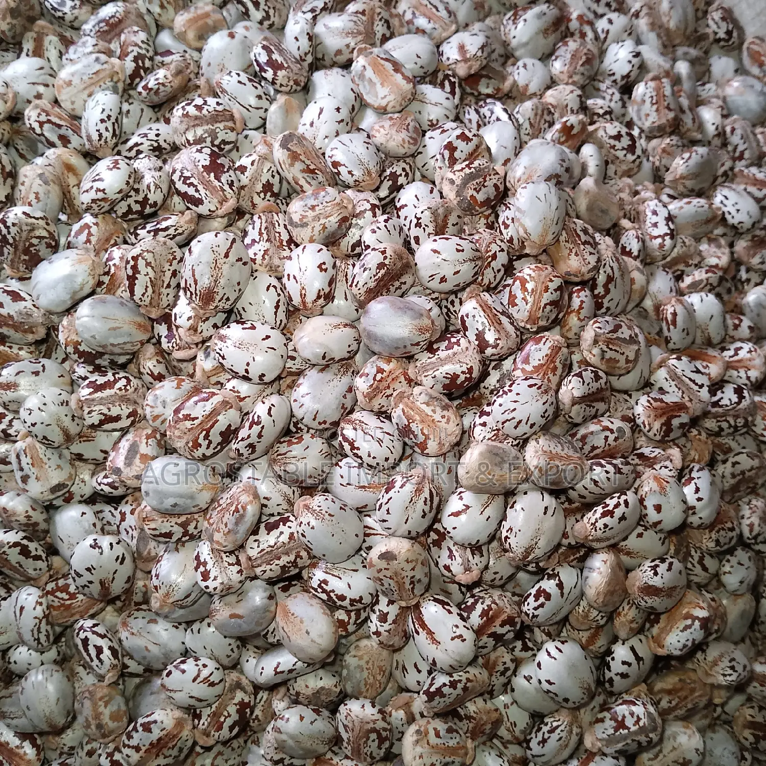 Castor Seeds