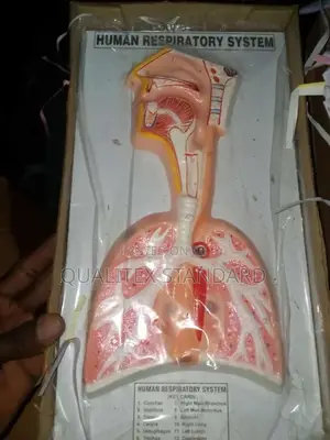 Human Respiratory System