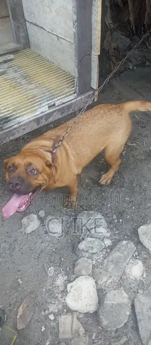 Security Guard With Dogs