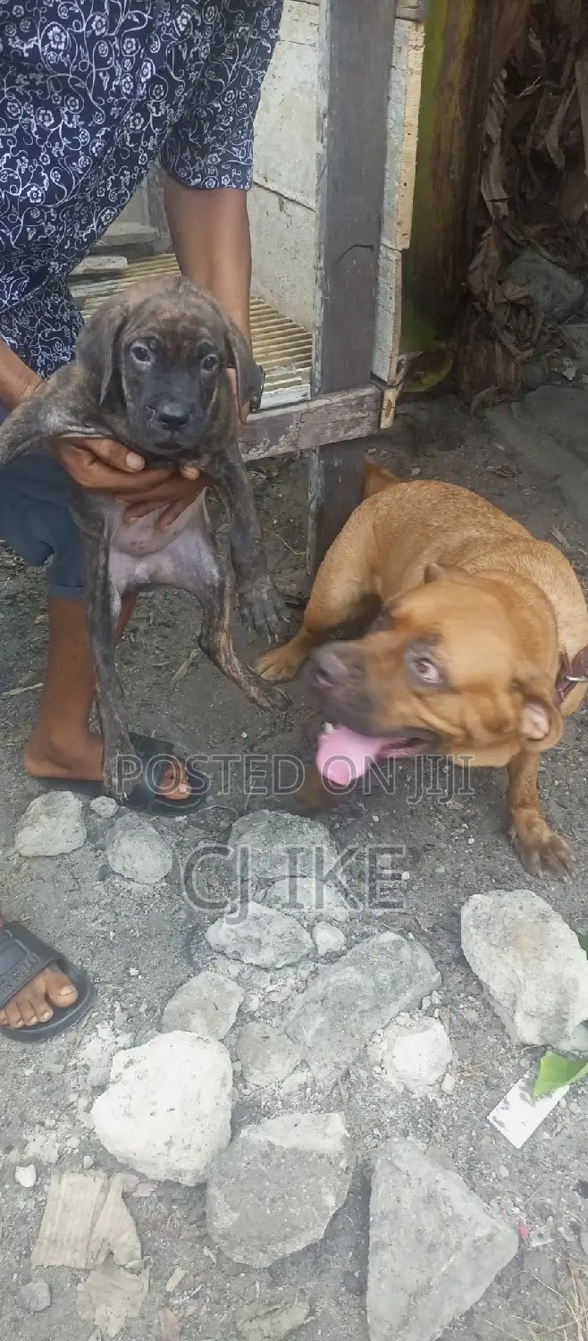 Security Guard With Dogs