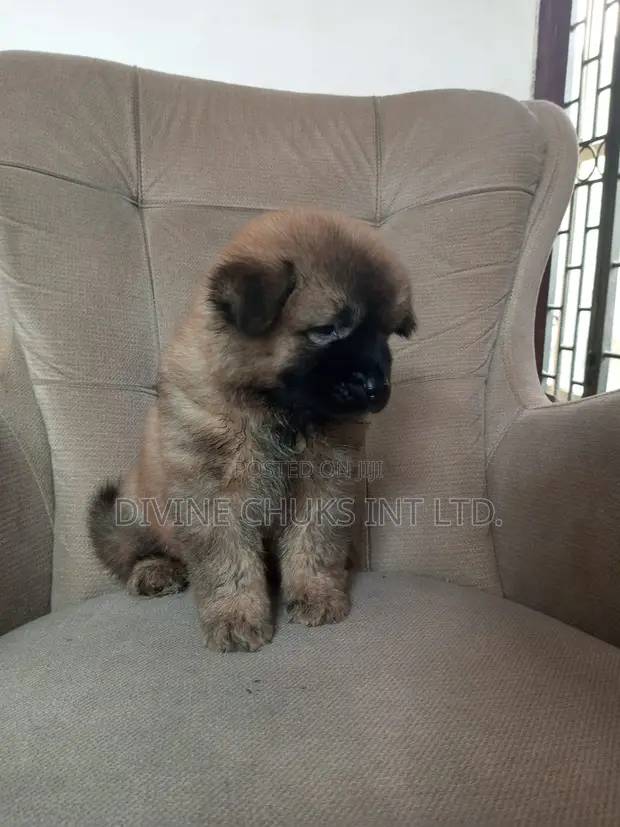 Olx chow chow puppies best sale