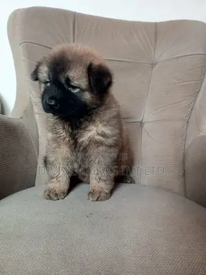 1-3 months Male Purebred Chow Chow