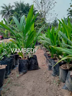 Malaysian Supergene Oil Palm Seedling