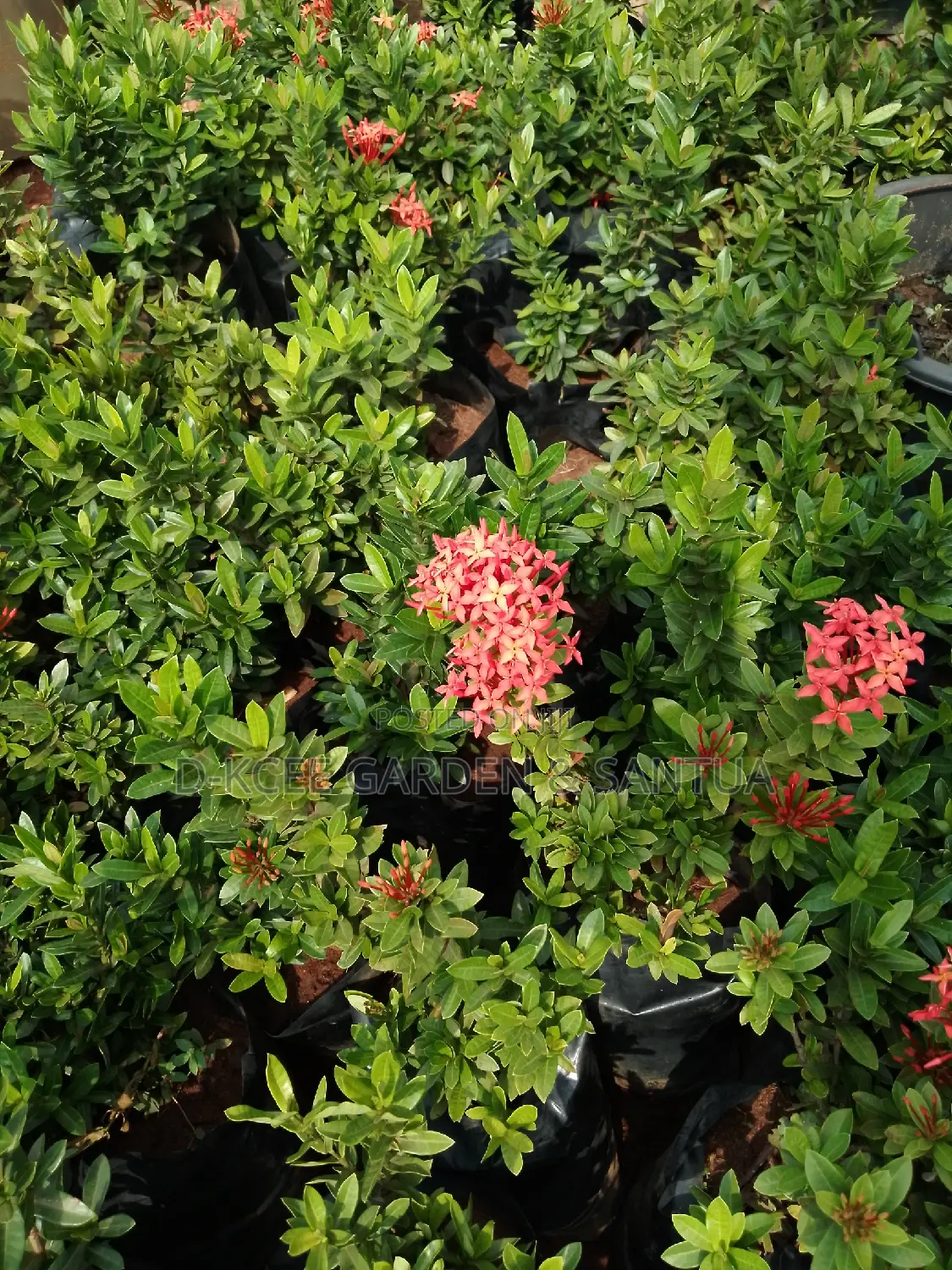 Fully Bloomed Ixora Flowers