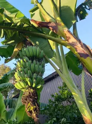 Banana Suckers Good Species