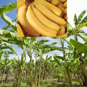 Sweet Banana Suckers