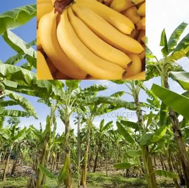 Sweet Banana Suckers