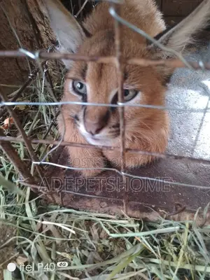 1-3 months Female Purebred Caracal cat