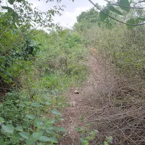 Photo - 100 Acres of Land for Sale at Kobape Obafemi in Saved Area