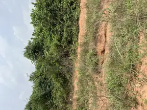 100 Acres of Land for Sale at Kobape Obafemi in Saved Area