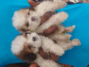 1-3 months Male Purebred Lhasa Apso