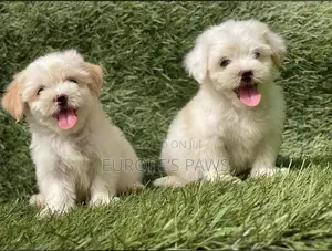 0-1 month Female Purebred Lhasa Apso