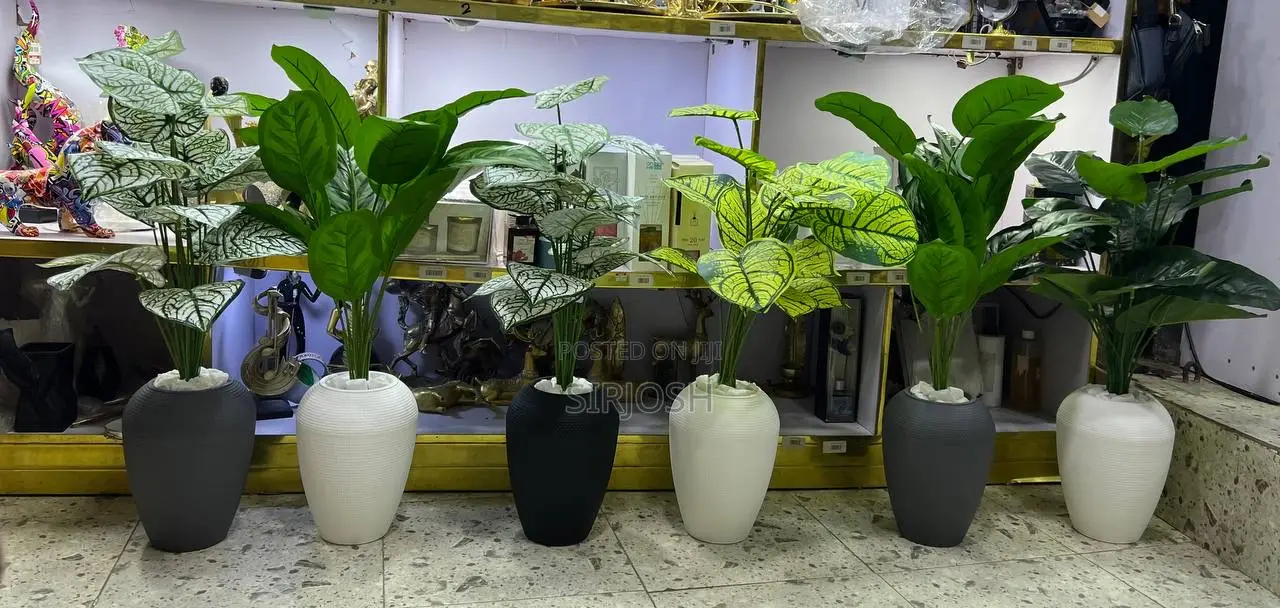 Potted Plants