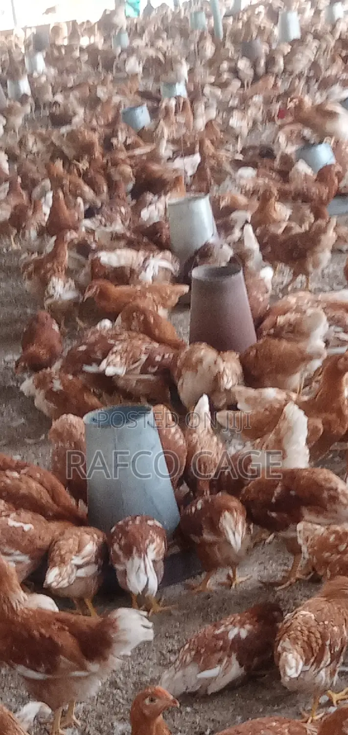 Rafco Healthy Poultry