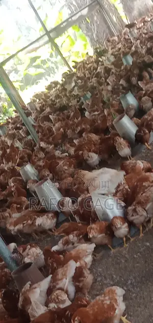 Rafco Healthy Poultry