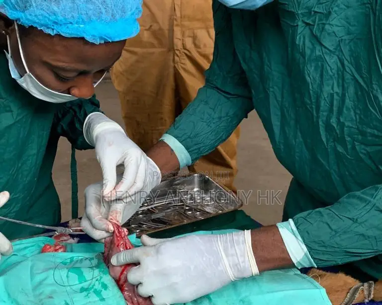 Veterinary Service