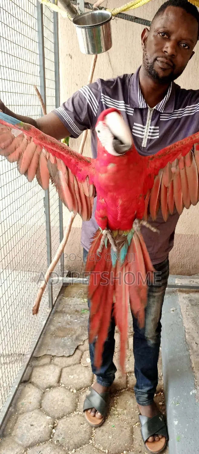 Parrots Training Services Is Available