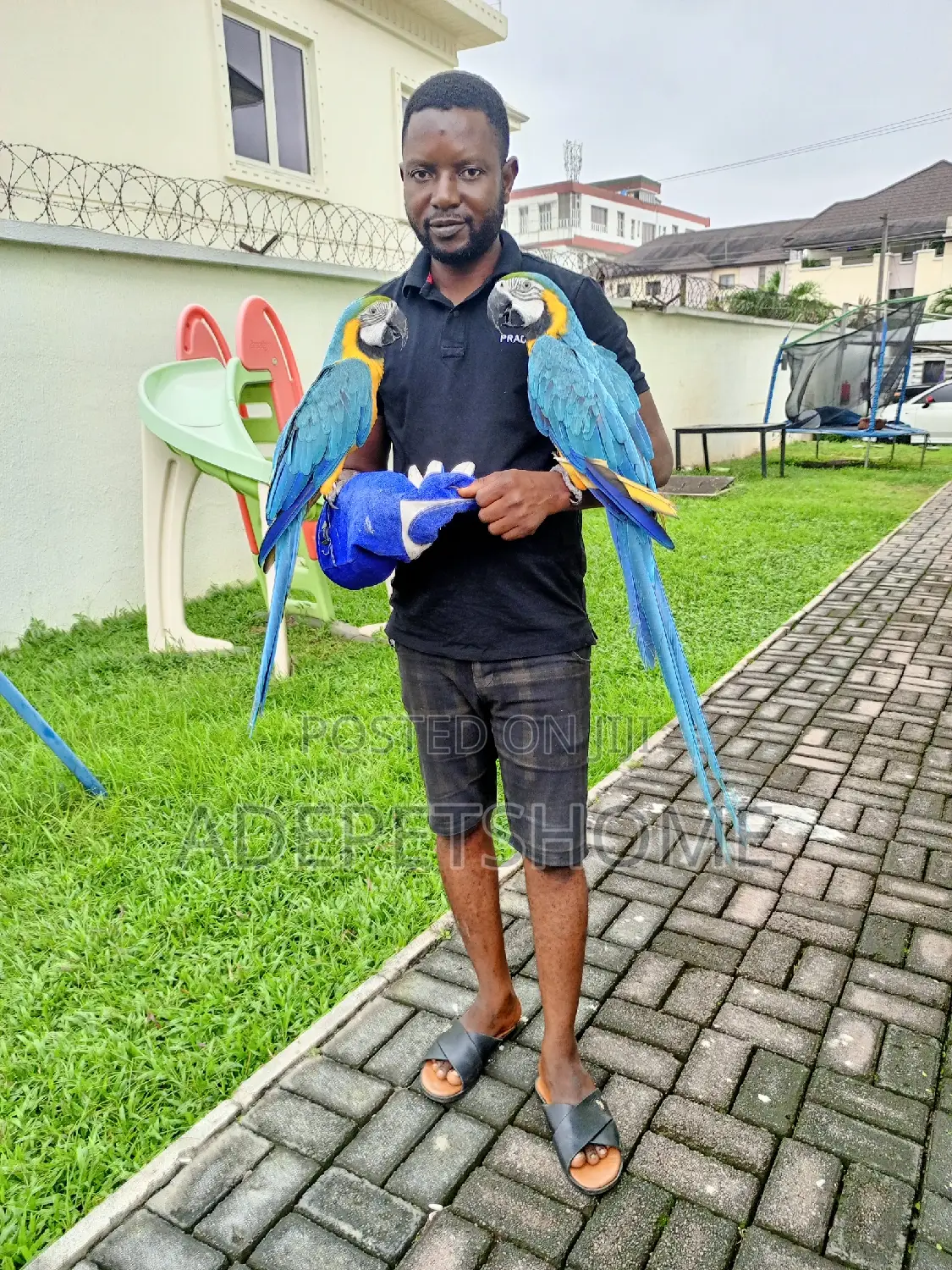 Parrots Training Services Is Available