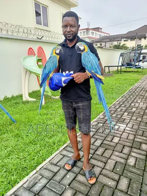 Parrots Training Services Is Available