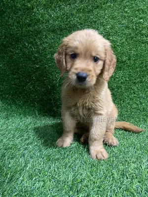 1-3 months Female Purebred Golden Retriever