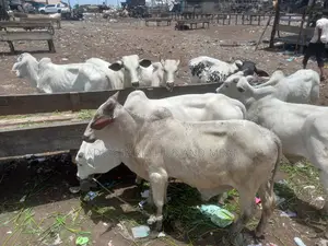 Big Healthy and Flesh Cows