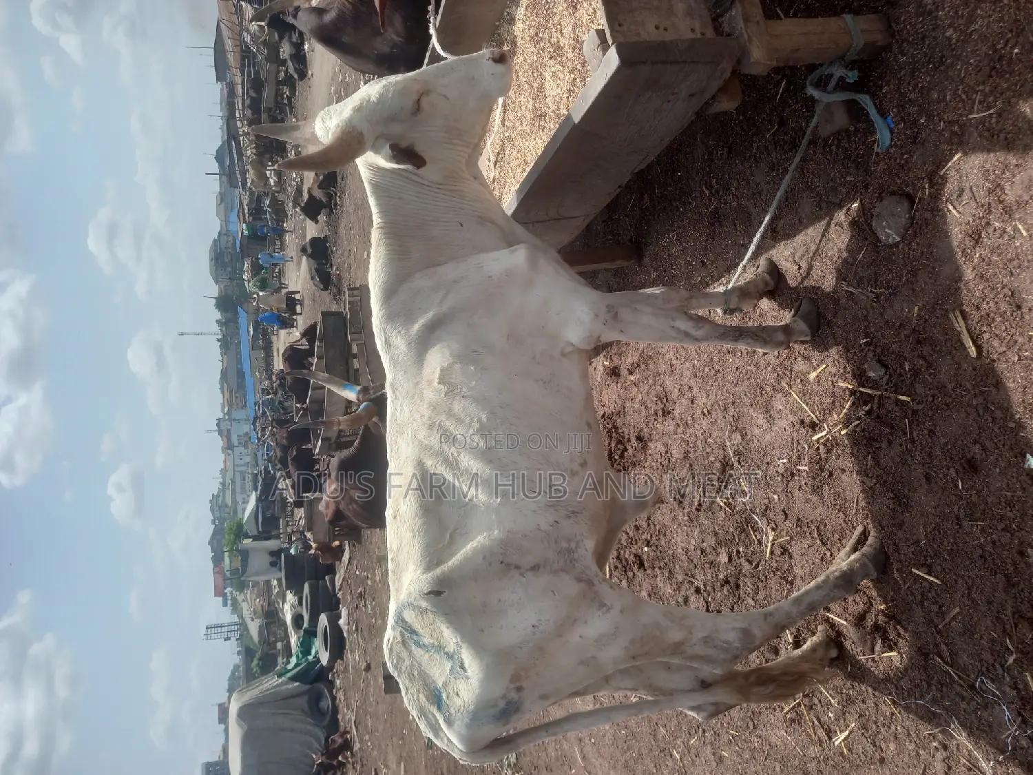 Big Healthy Owambe Cow