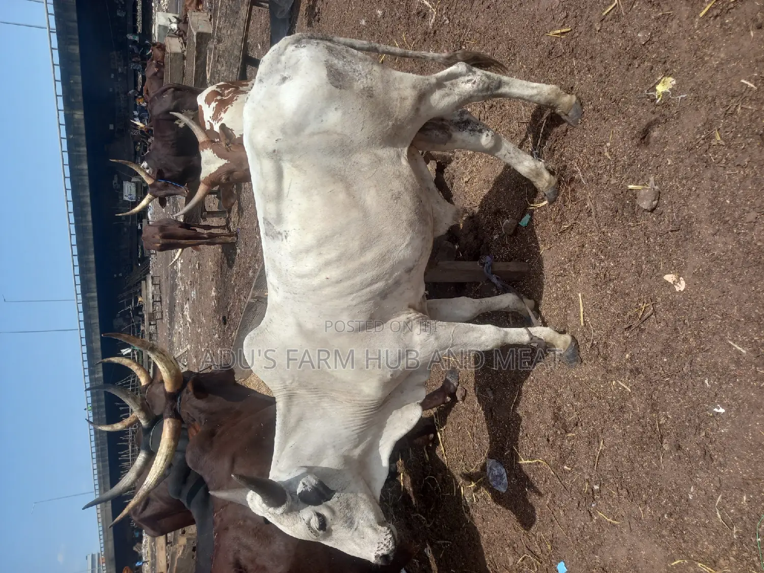 Big Healthy Owambe Cow