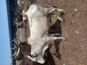 Big Healthy Owambe Cow
