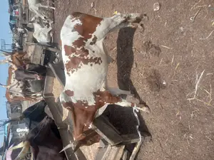 Big Healthy Owambe Cow