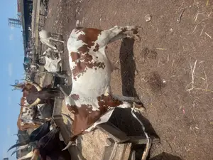 Big Healthy Owambe Cow
