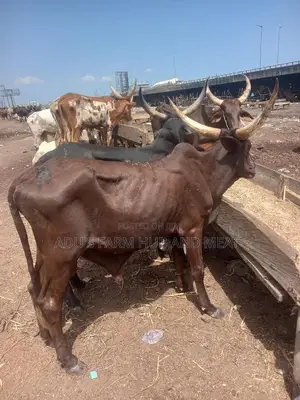 Giant Cows for Big Occasions