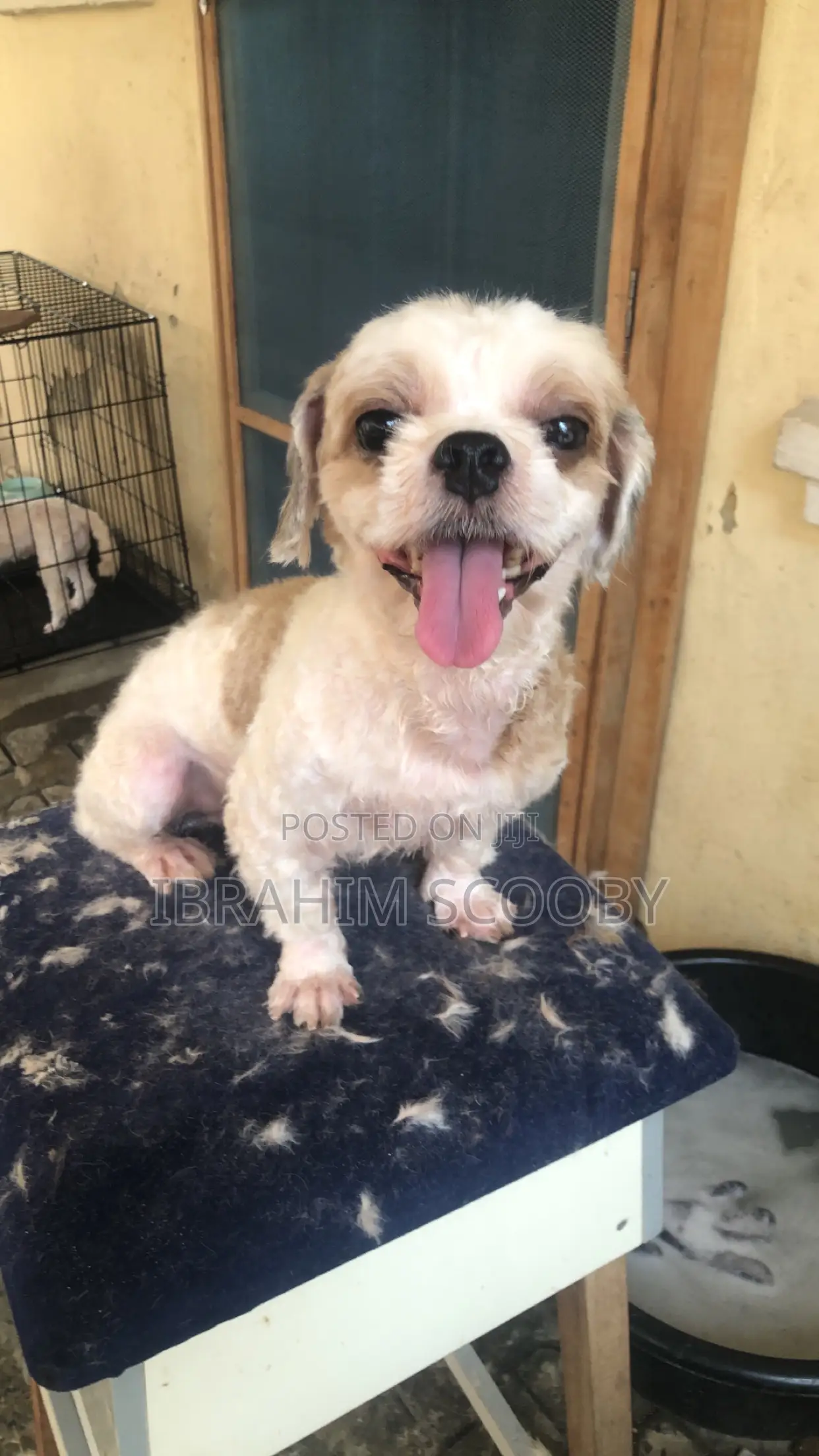 Pet Grooming at Affordable Prices