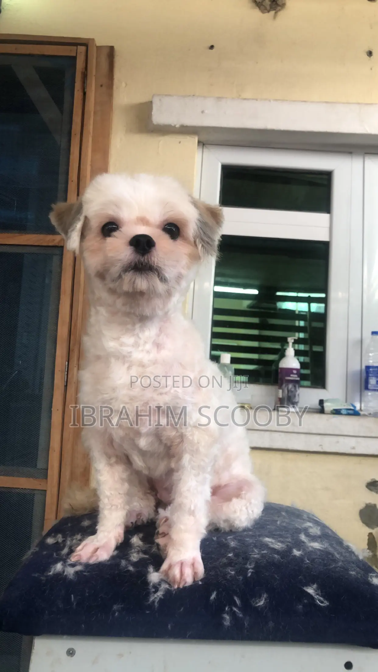 Pet Grooming at Affordable Prices