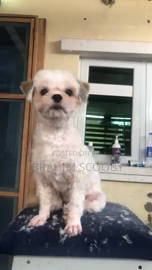 Pet Grooming at Affordable Prices