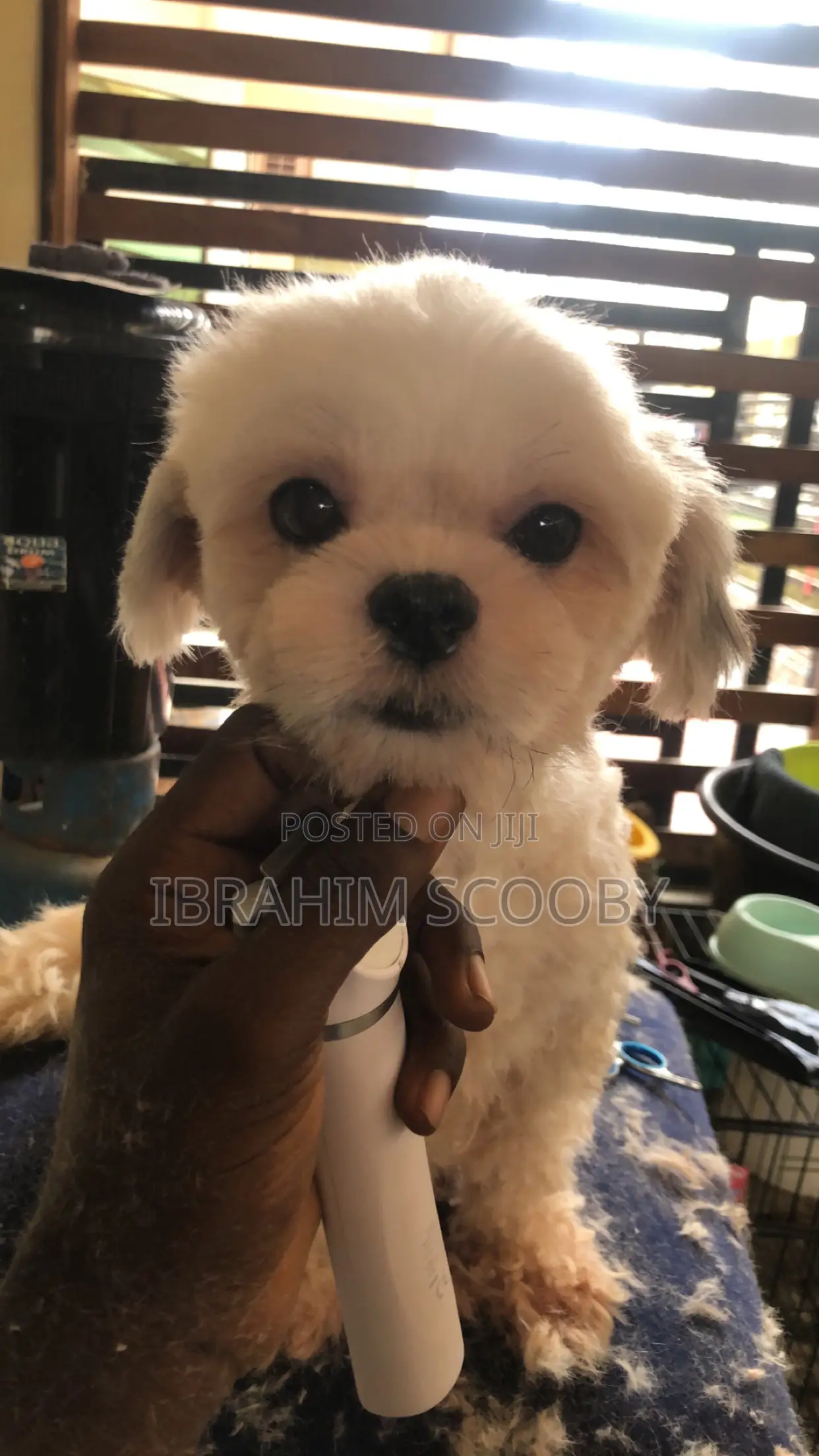 Pet Grooming at Affordable Prices