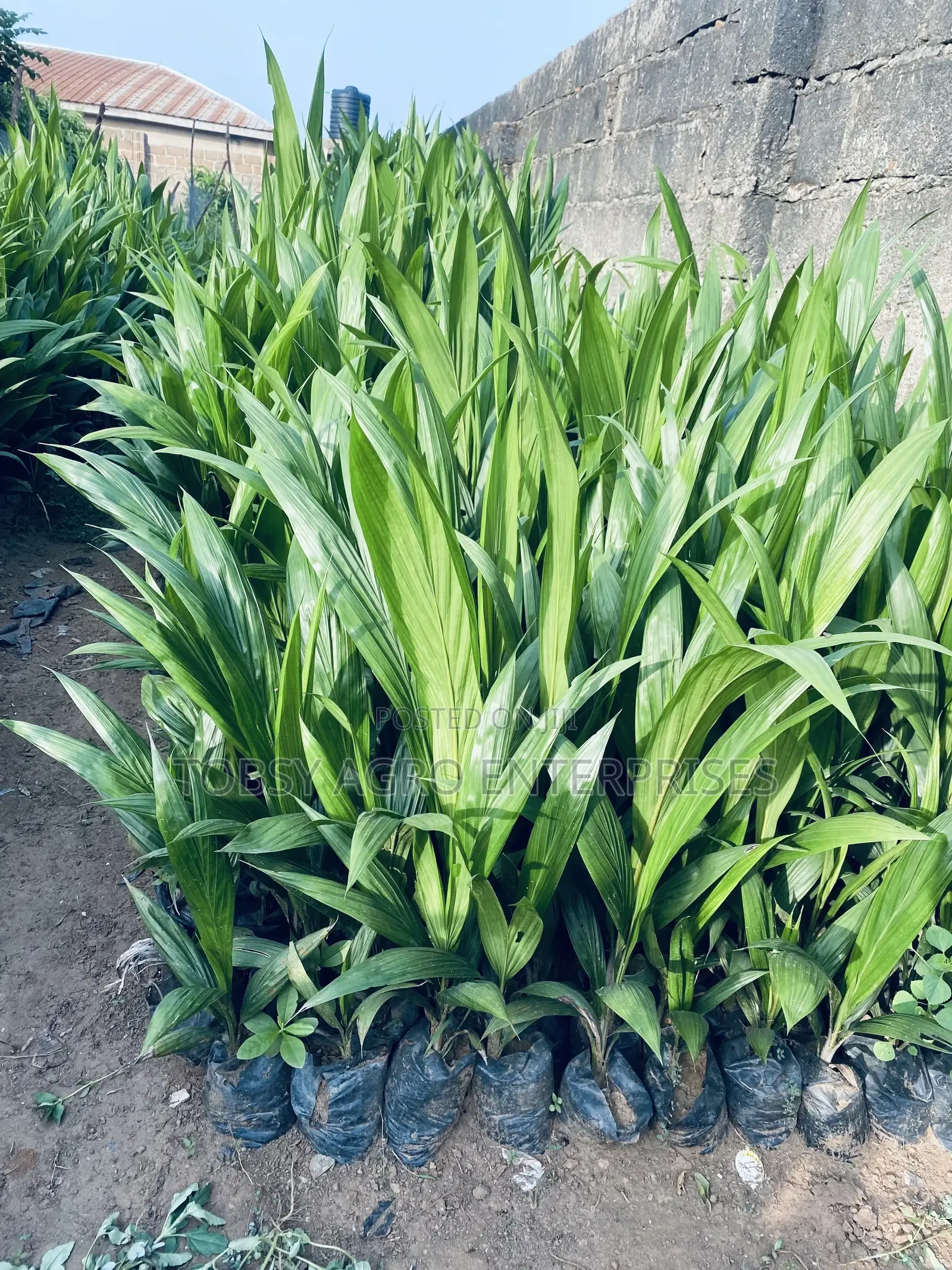 Hybrid Tenera Oil Palm Seedlings
