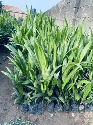 Hybrid Tenera Oil Palm Seedlings