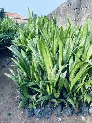 Hybrid Tenera Oil Palm Seedlings