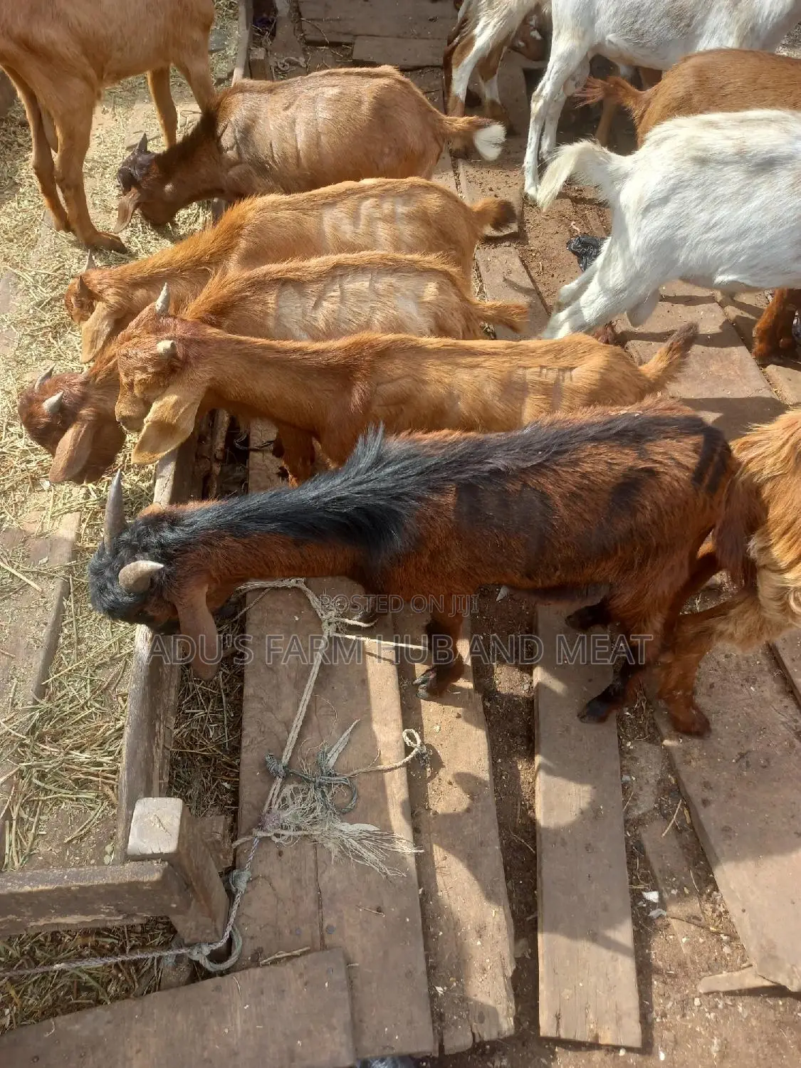 Healthy Northern Goat Meat