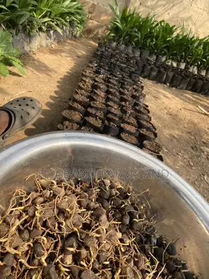 Tenera Oil Palm Seedlings