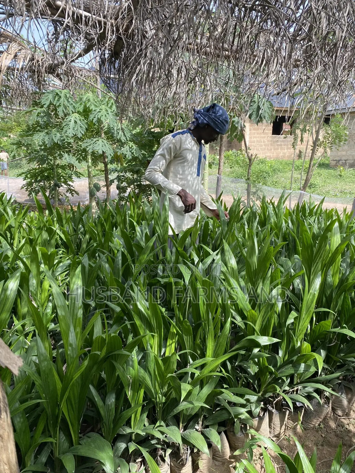 Tenera Oil Palm Seedlings