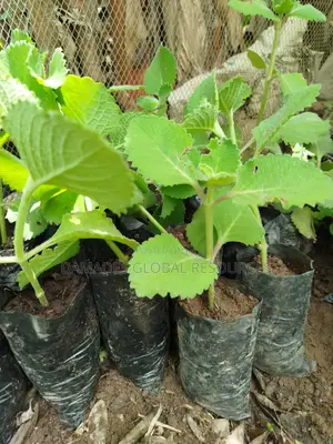 Oregano Plant (Cuban)