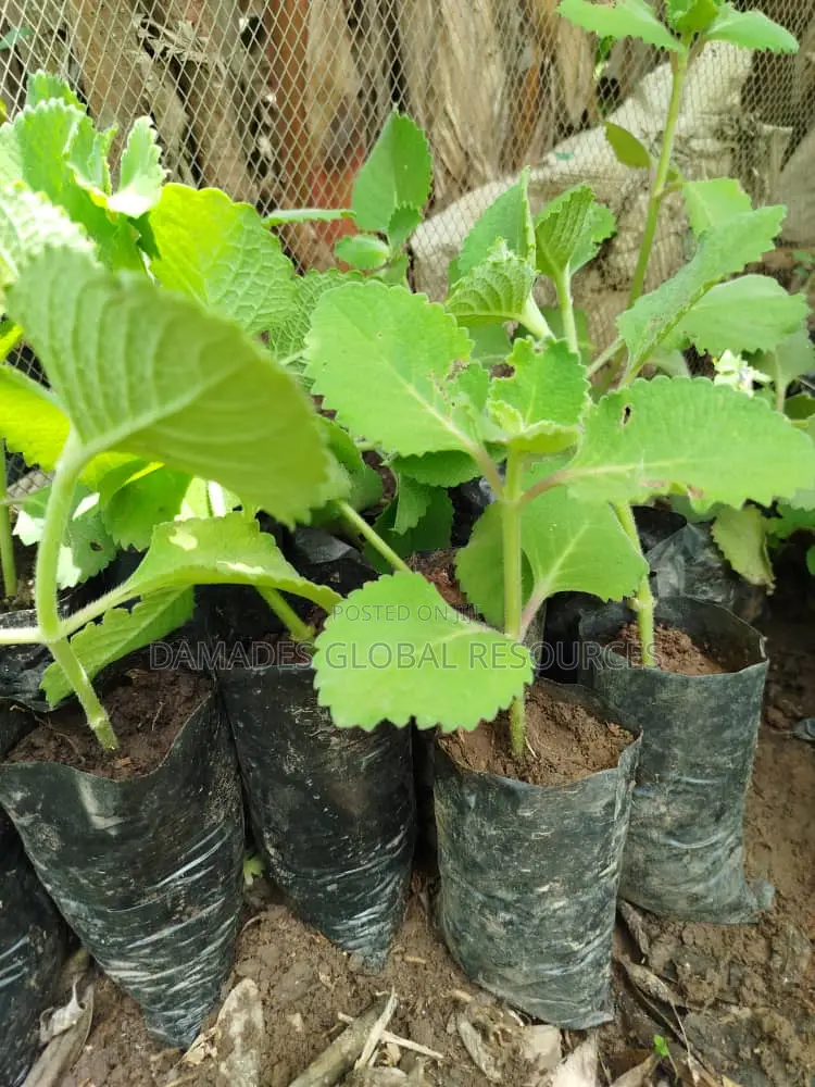 Oregano Plant (Cuban)
