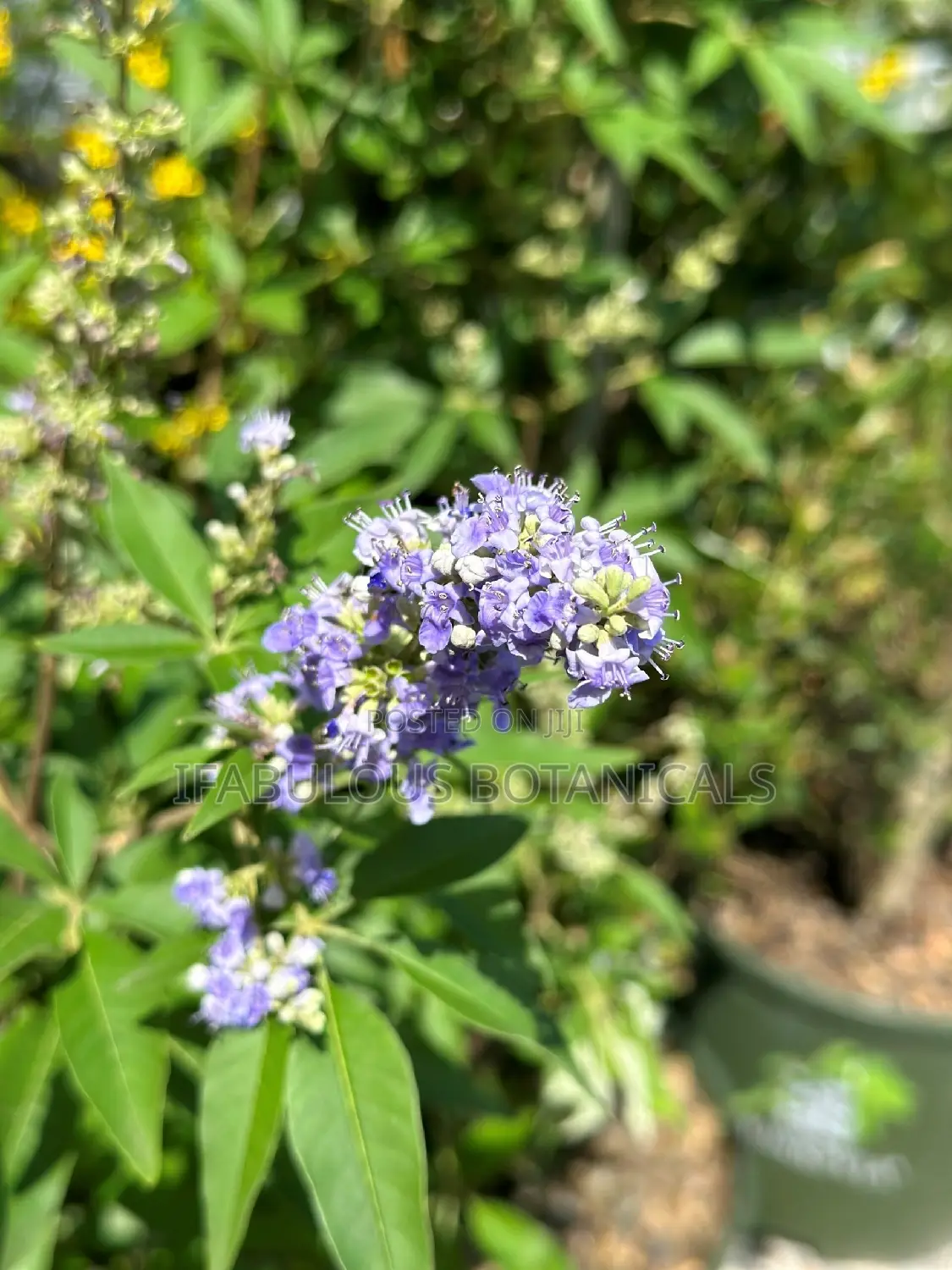 Vitex Seed Powder 500g