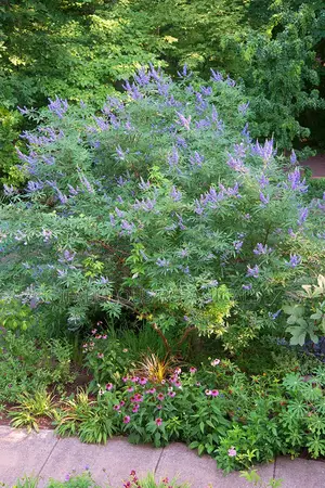 Vitex Seed Powder 500g