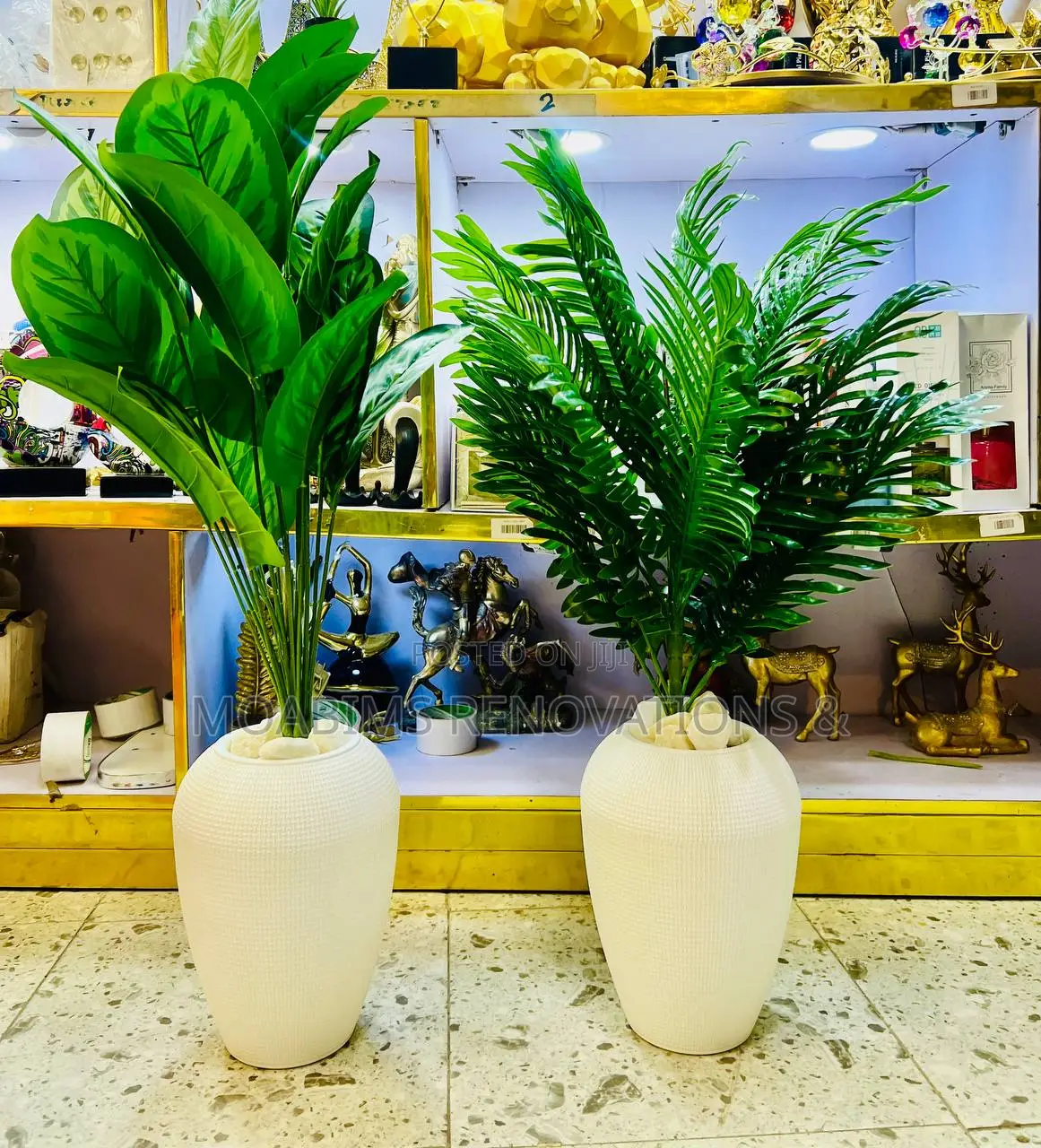Potted Plants - Banana Palm