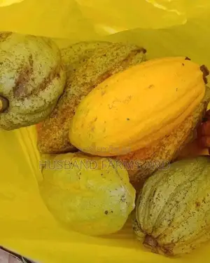 Cocoa Seedlings (Crin Tc Hybrid Series)