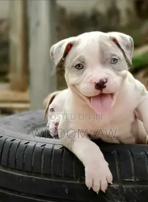 1-3 months Male Purebred American Bully