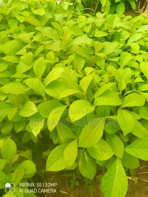 Teak Wood Seedlings Tectona Grandis